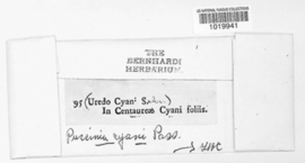 Puccinia cyani image